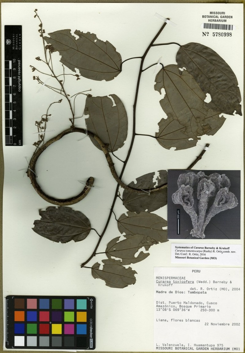 Curarea tomentocarpa photo 3
