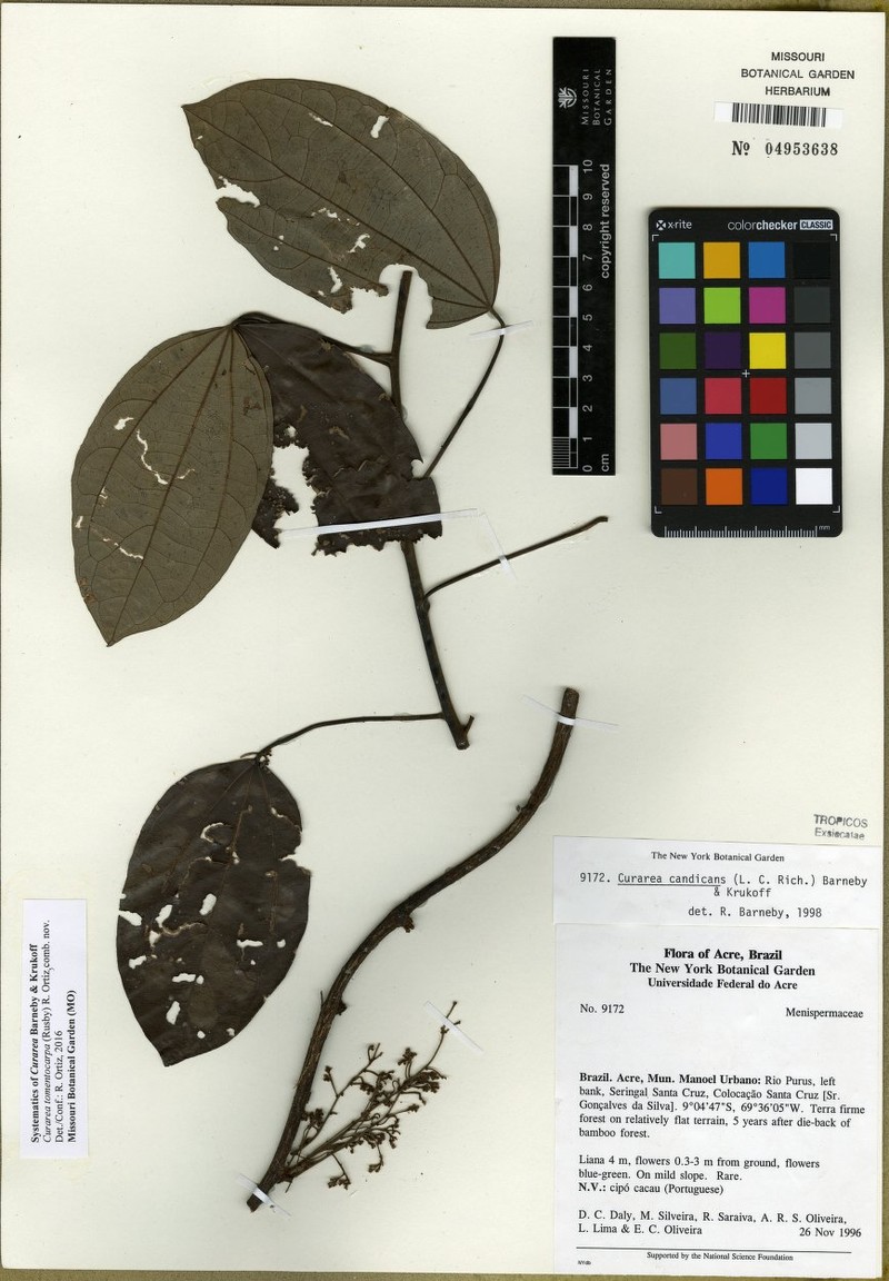 Curarea tomentocarpa photo 4