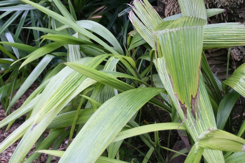 Palm-Grass photo 2