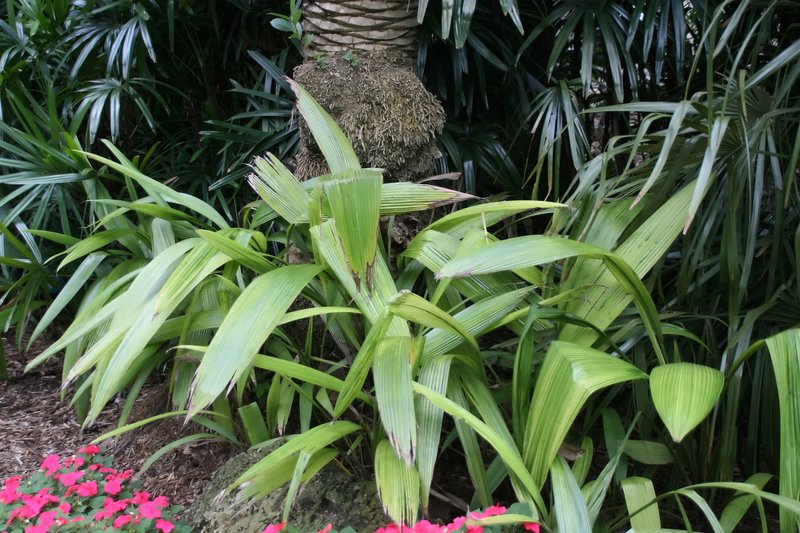 Palm-Grass photo 3