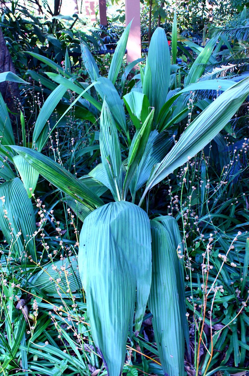 Palm-Grass photo 4