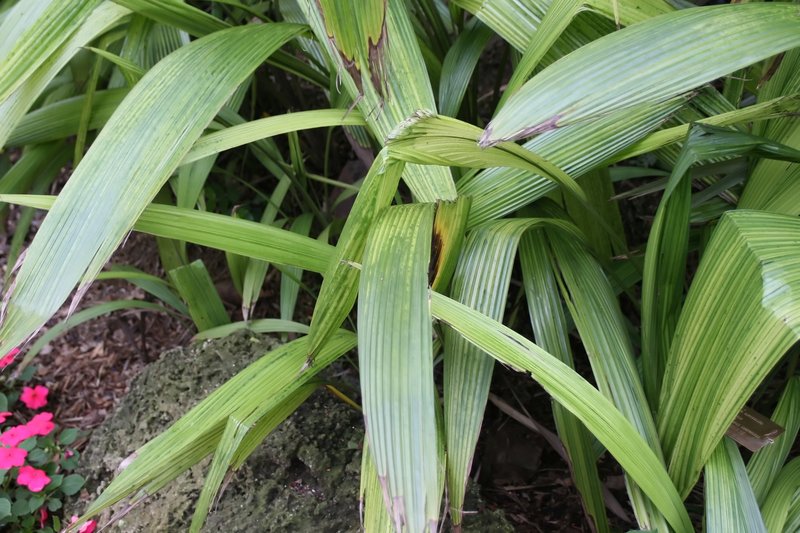 Palm-Grass photo 5