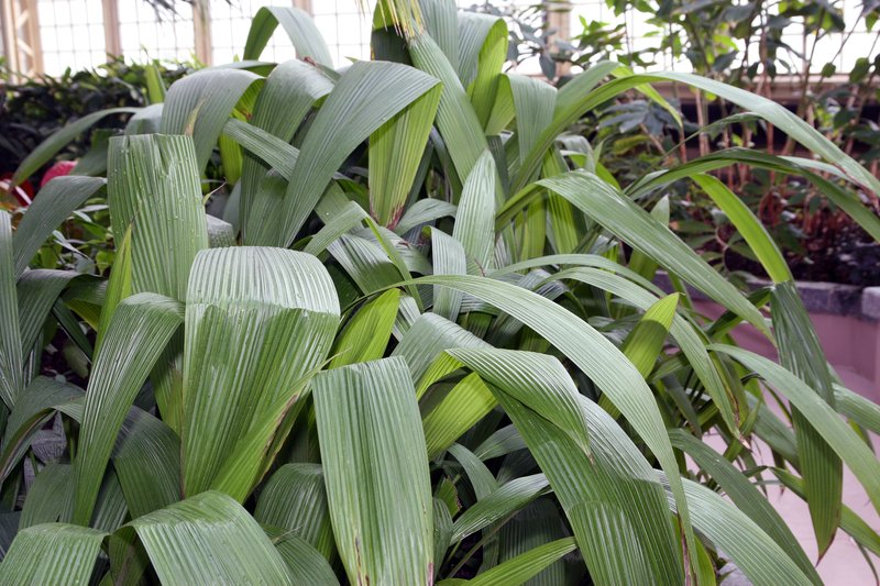 Palm-Grass photo 6