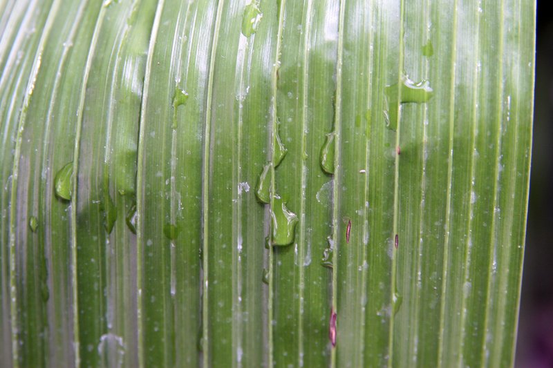 Palm-Grass photo 7