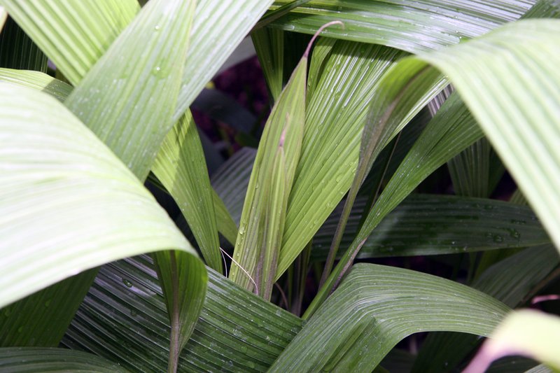 Palm-Grass photo 8