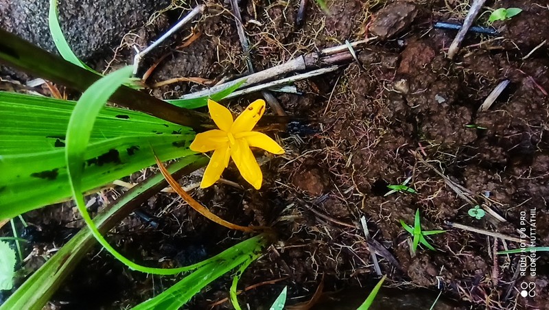Golden Eye-Grass photo 2