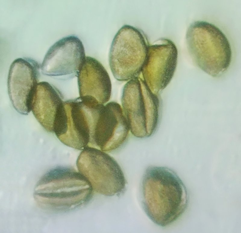 Golden Eye-Grass photo 5