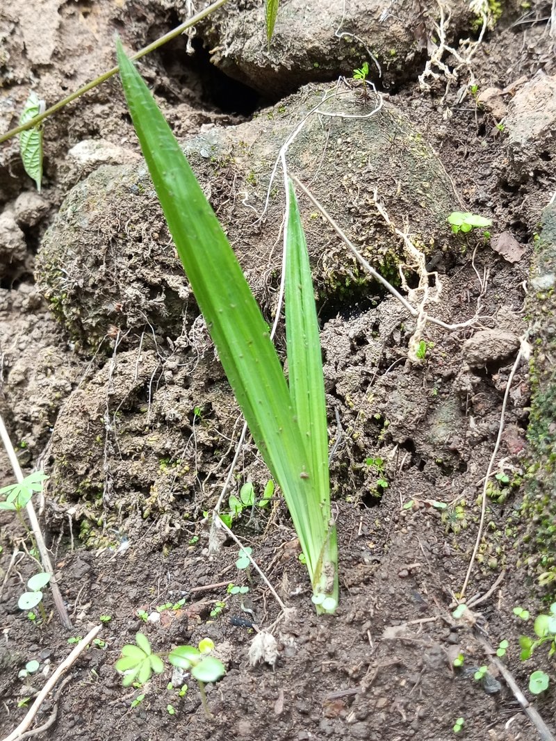 Golden Eye-Grass photo 7