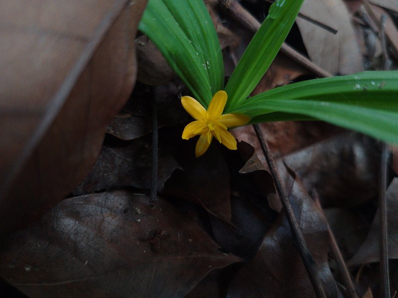 Golden Eye-Grass photo 8