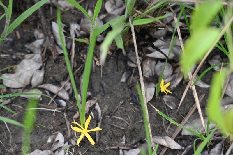 Gorgojo photo 2