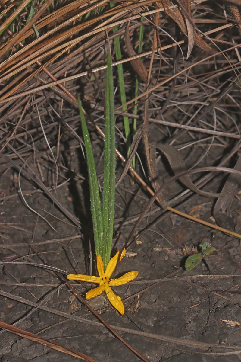 Gorgojo photo 6