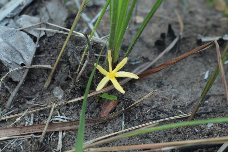 Gorgojo photo 7
