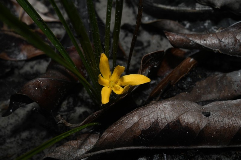 Gorgojo photo 8