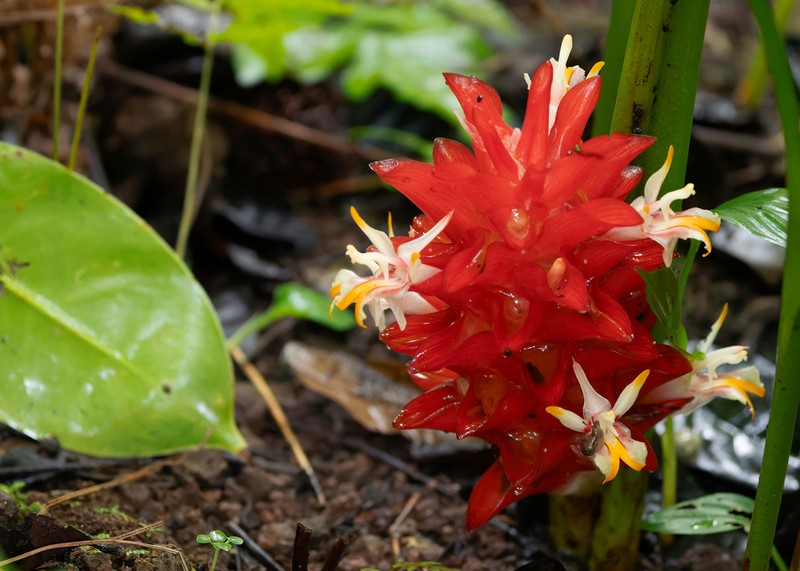 Curcuma ignea
