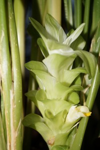 Common Turmeric