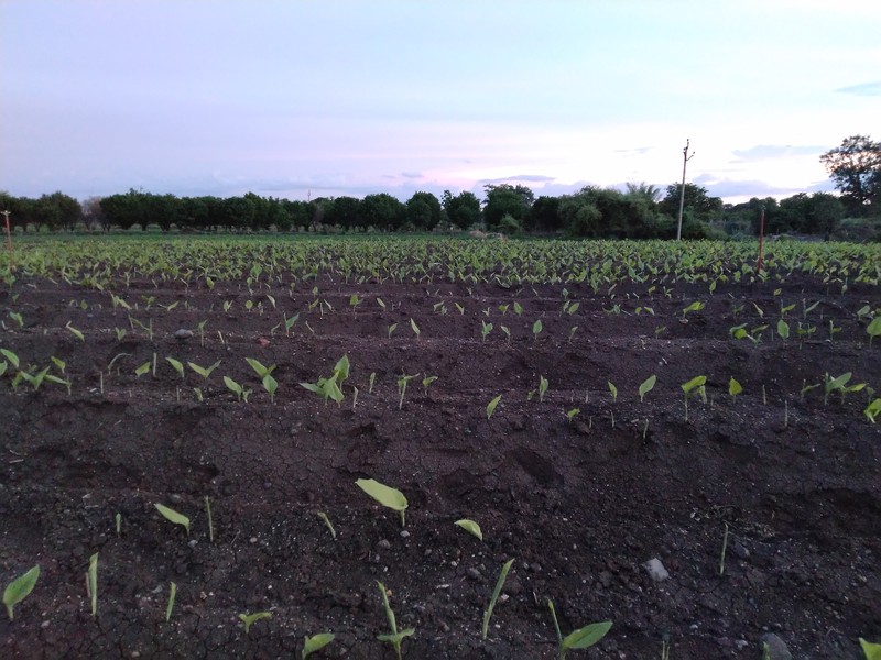 Common Turmeric photo 4