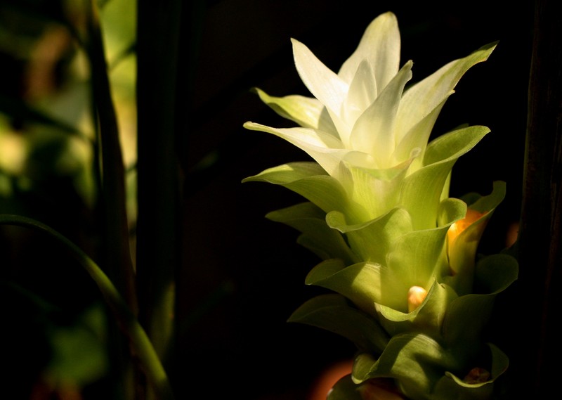Common Turmeric photo 5