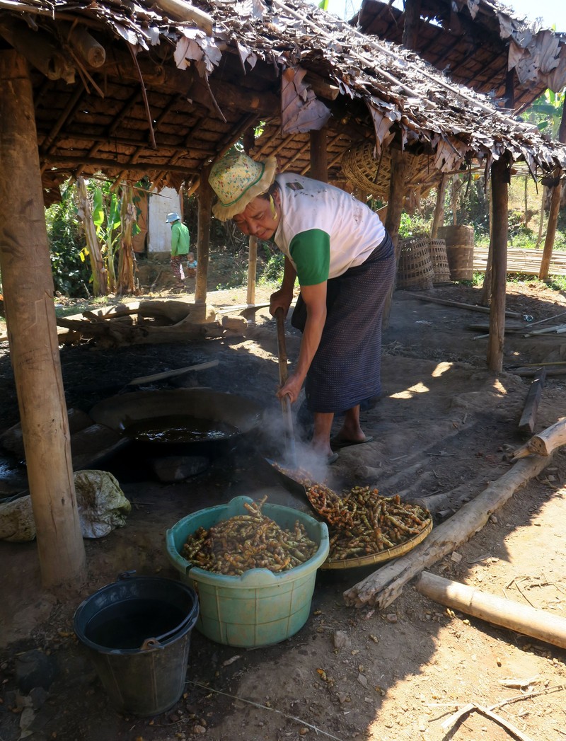 Common Turmeric photo 6