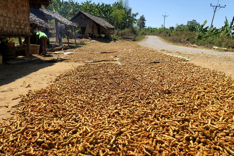 Common Turmeric photo 7