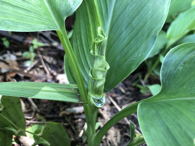 Curcuma papilionacea