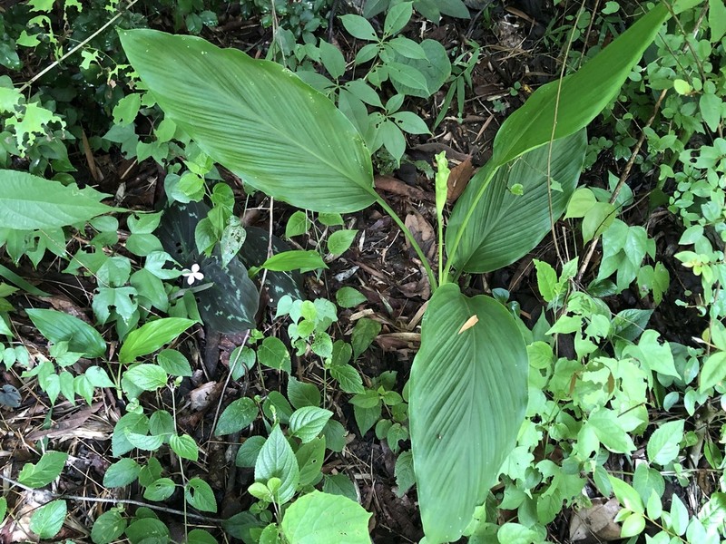 Curcuma papilionacea photo 2