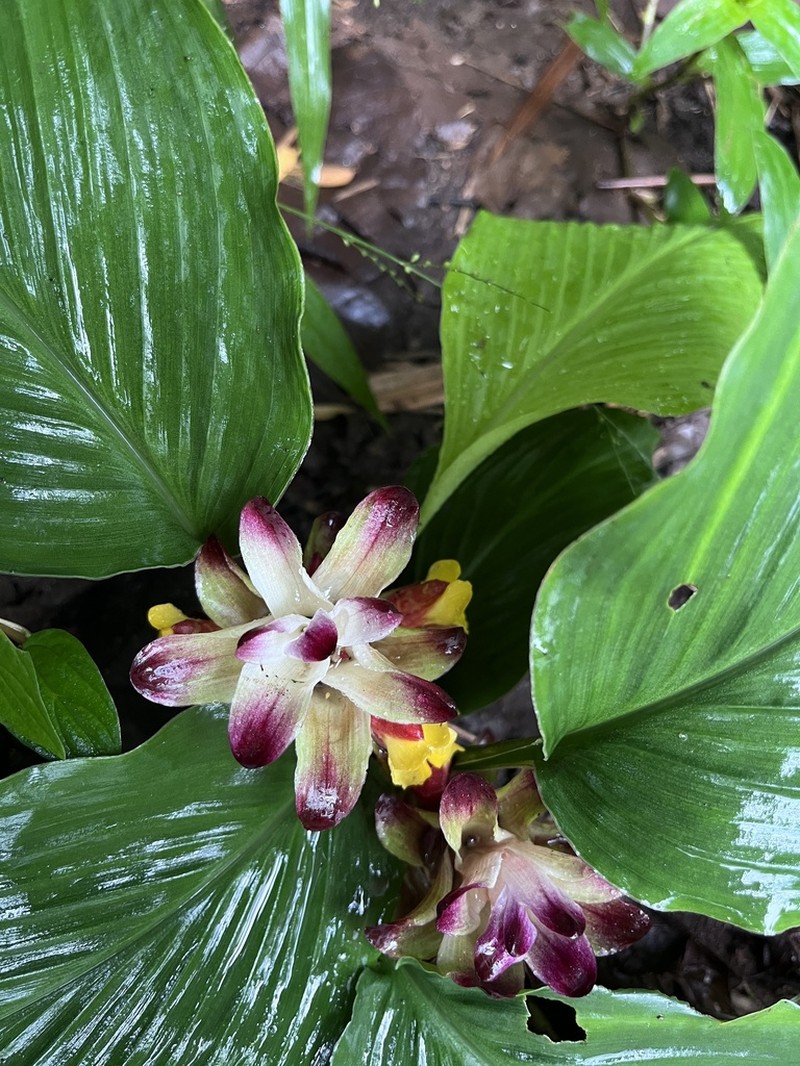 Curcuma rosea
