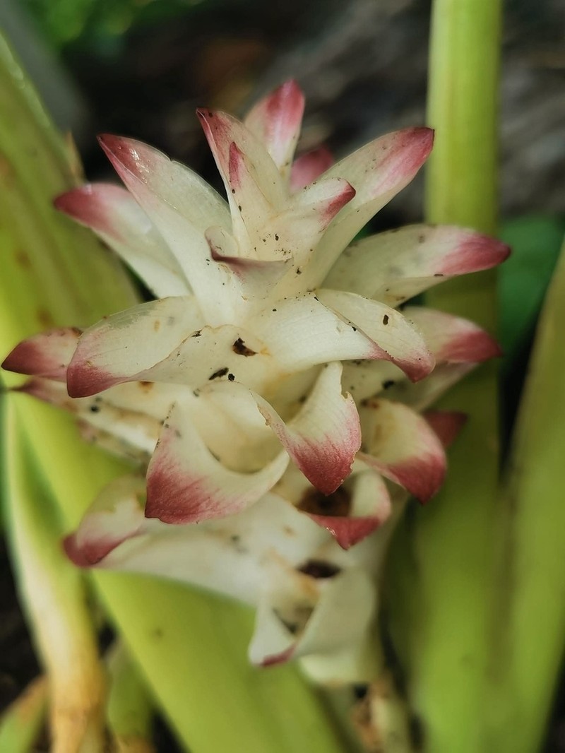 Curcuma suphanensis