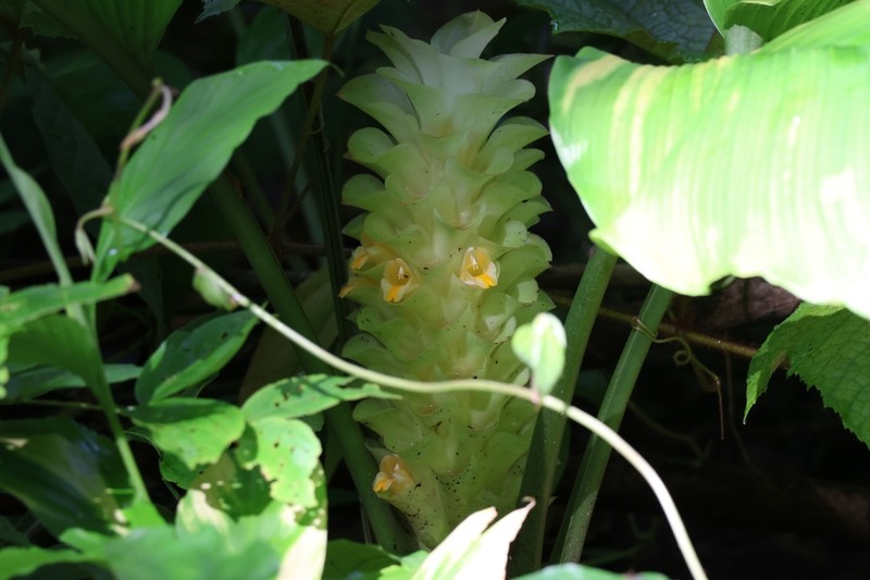 Curcuma wanchaii