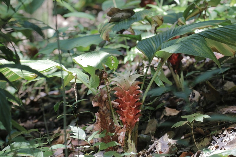 Curcuma wanchaii photo 2