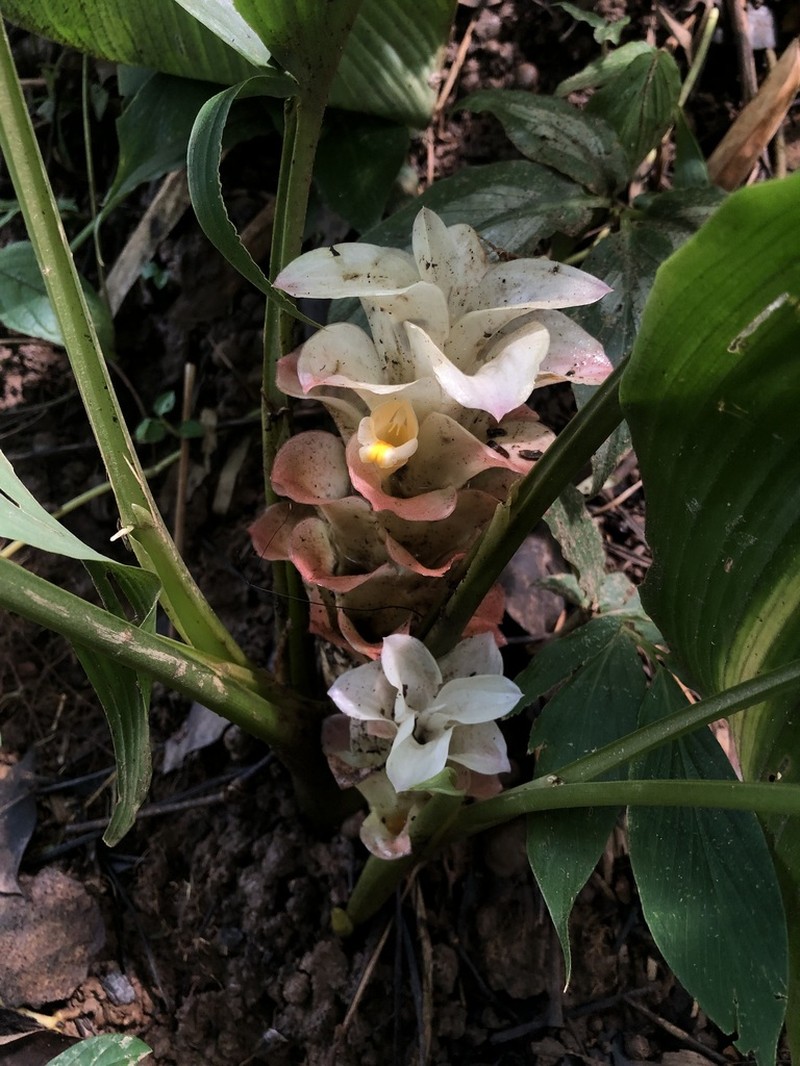 Curcuma wanchaii photo 3