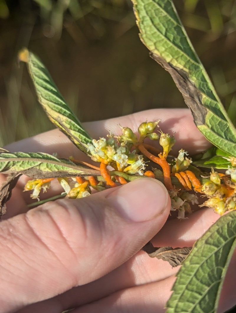 Cuscuta acadiana