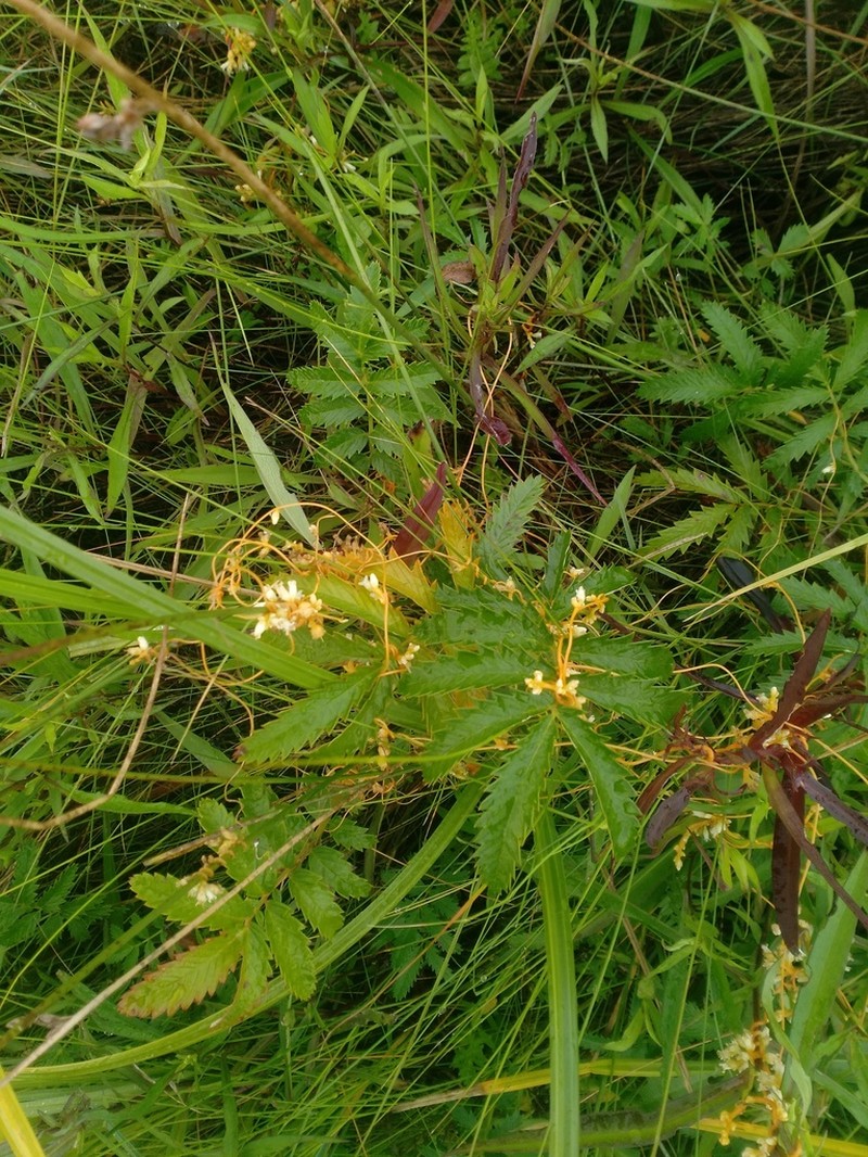 Cuscuta acadiana photo 2