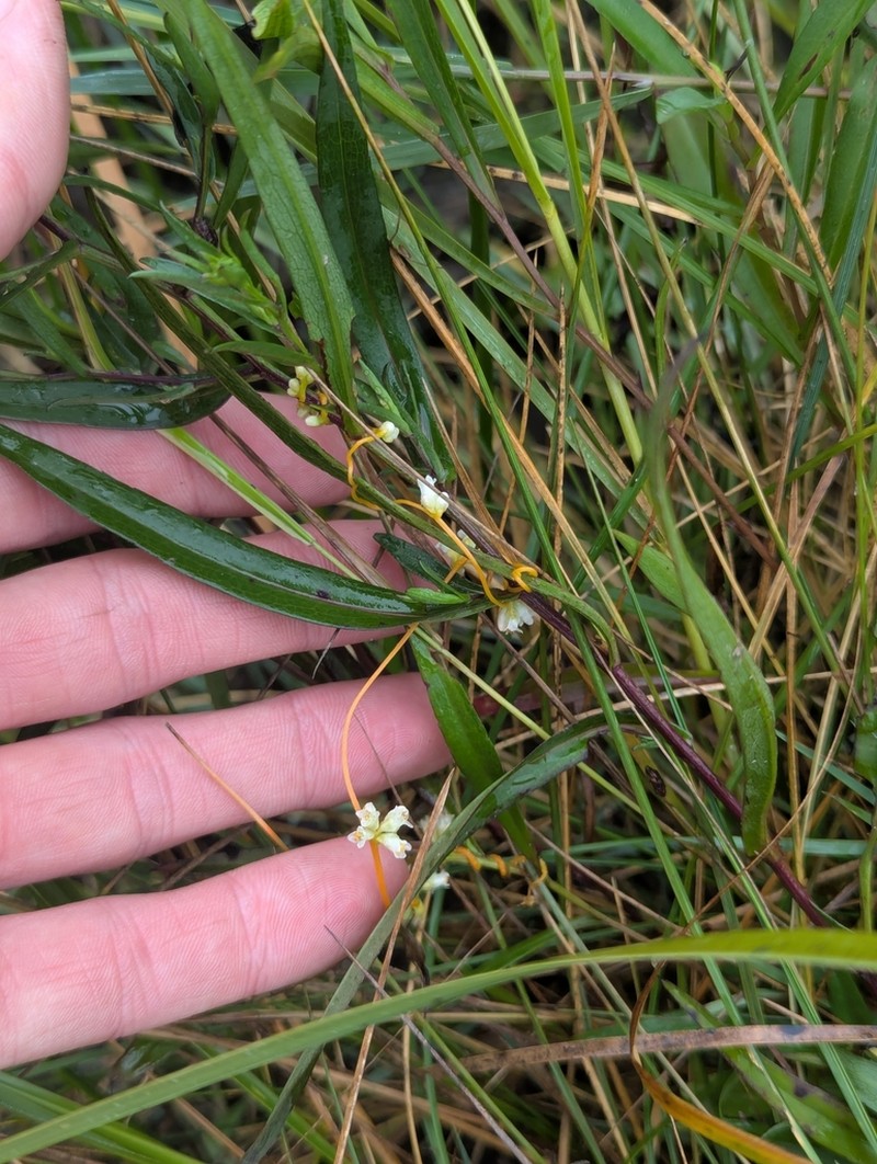 Cuscuta acadiana photo 3