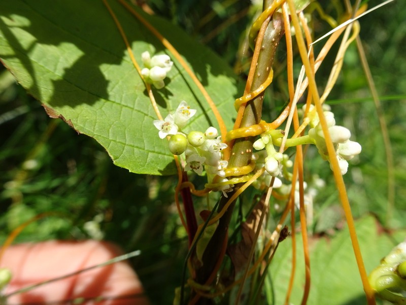 Cuscuta acadiana photo 4