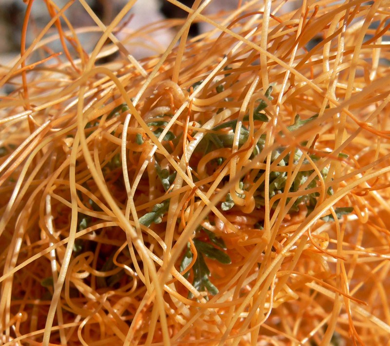 American Dodder