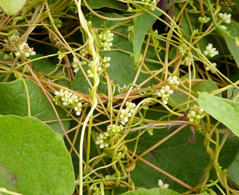 American Dodder