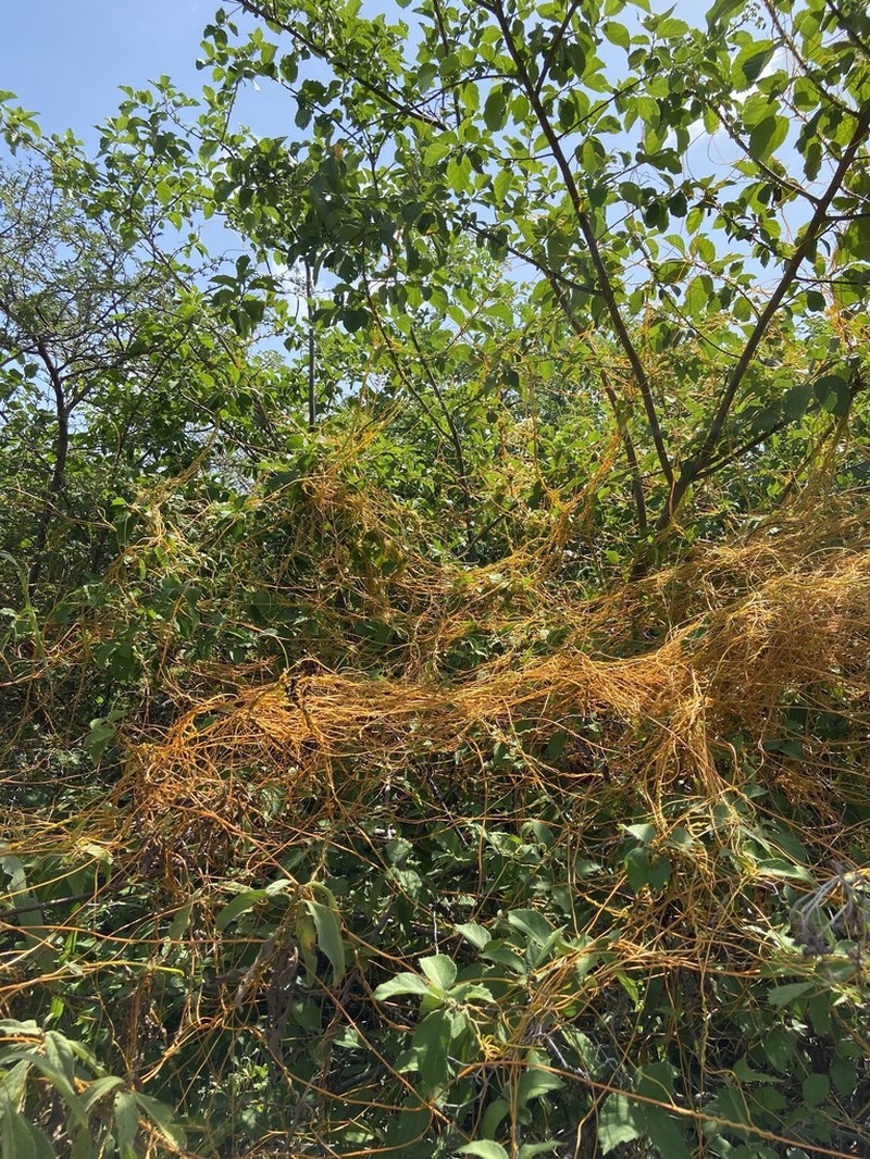 American Dodder photo 2
