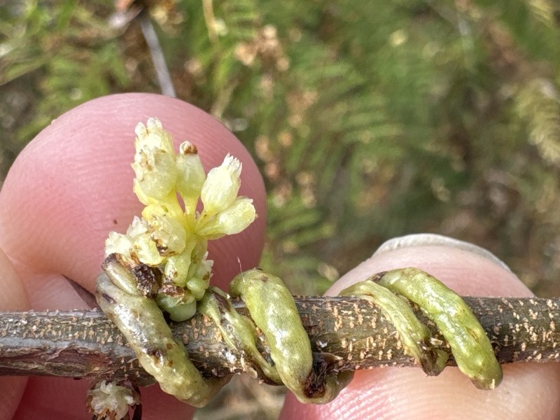 American Dodder photo 3