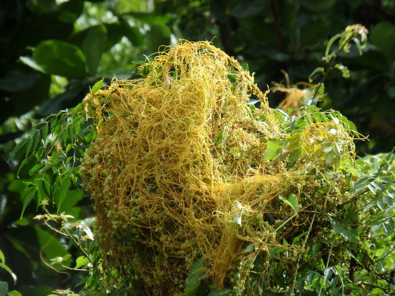 American Dodder photo 4