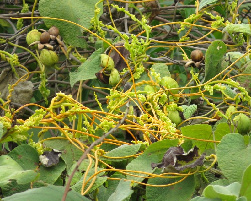 American Dodder photo 5