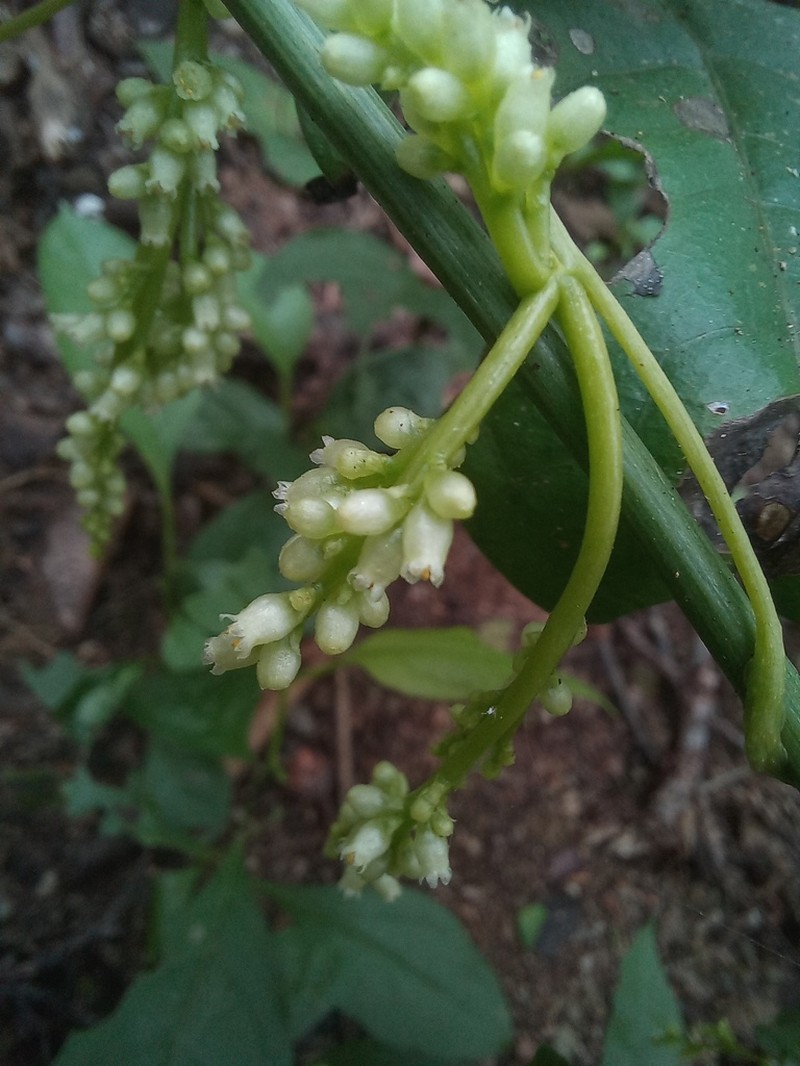 American Dodder photo 6