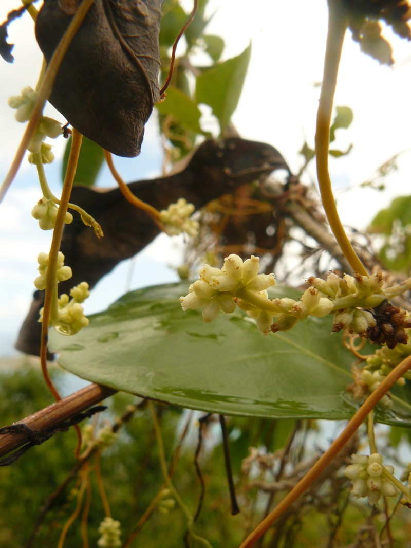 American Dodder photo 7