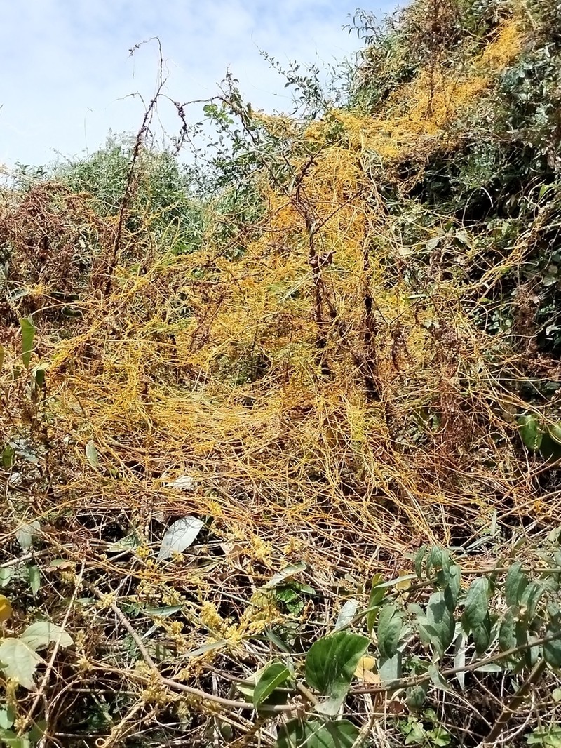 American Dodder photo 8