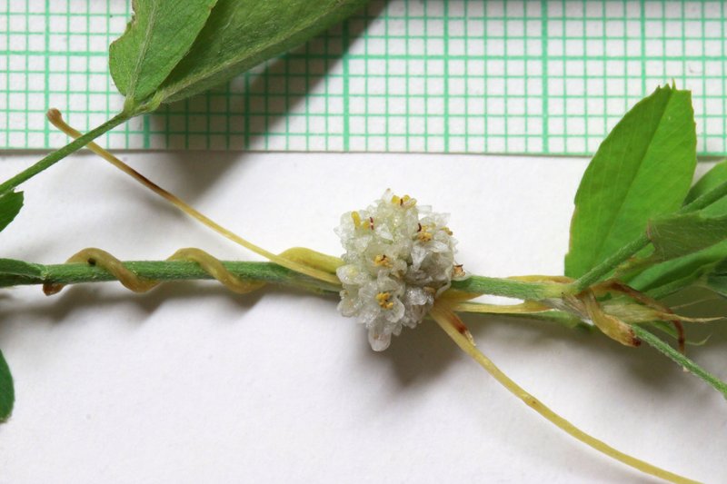 Alfalfa Dodder photo 2