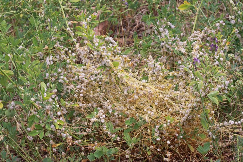 Alfalfa Dodder photo 3