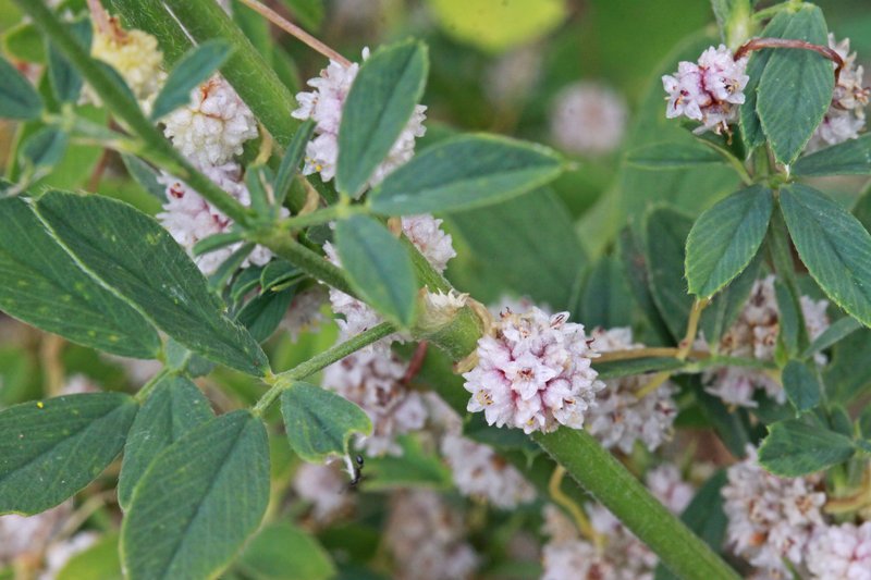 Alfalfa Dodder photo 4