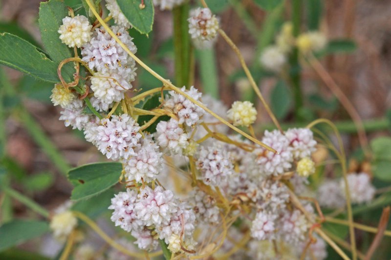 Alfalfa Dodder photo 5