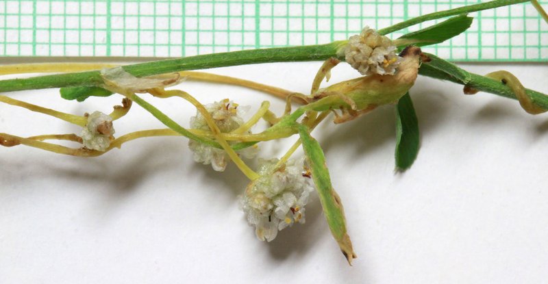 Alfalfa Dodder photo 6