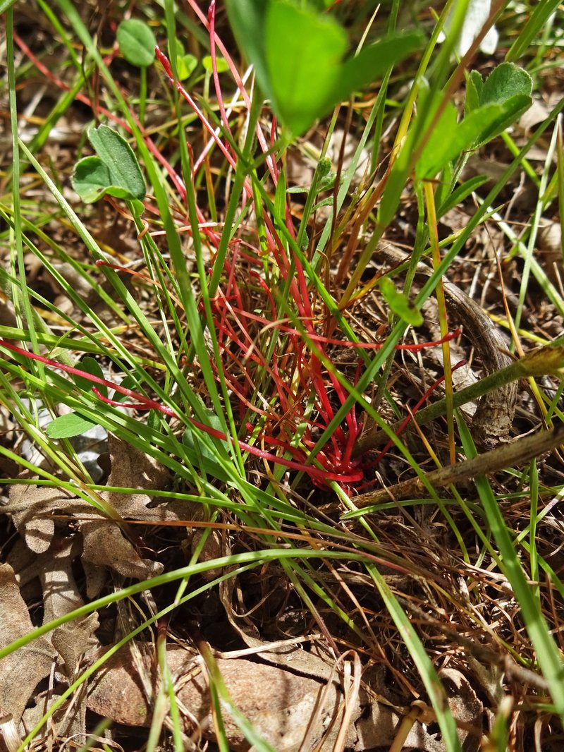 Alfalfa Dodder photo 7