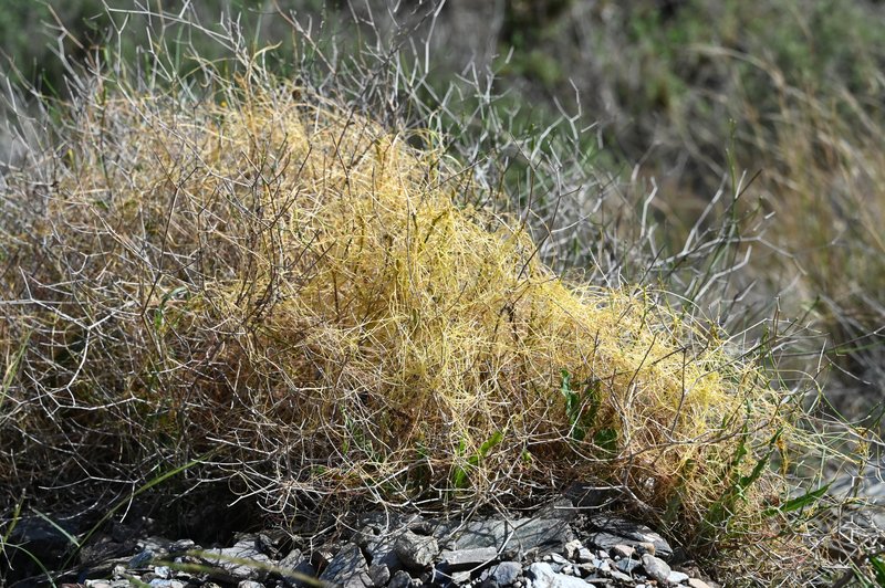 Alfalfa Dodder photo 8